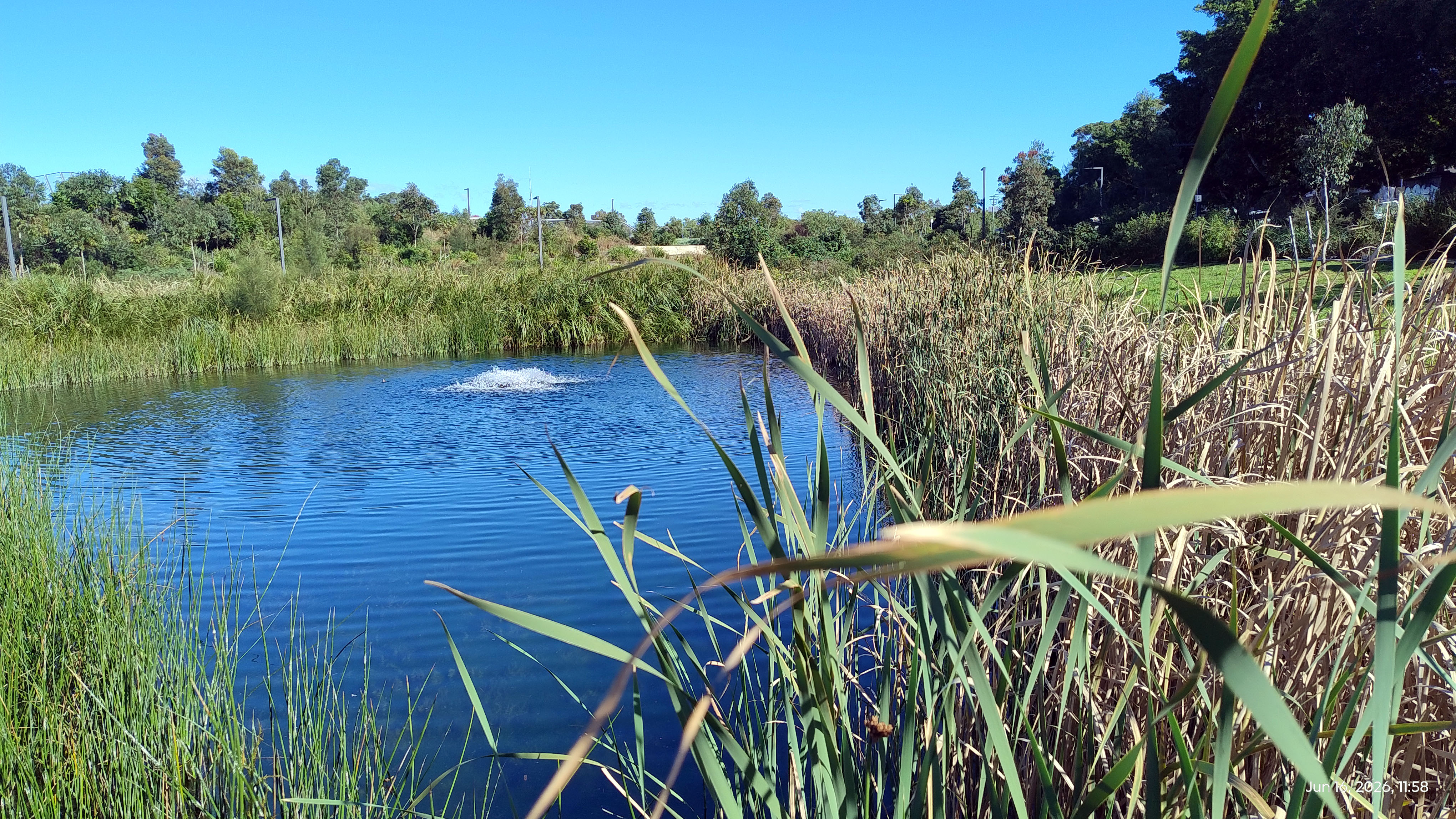 Wetlands